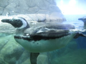 Pinguim dentro do aquário da Sabina Escola Parque do Conhecimento