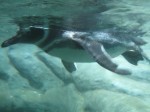 Parede de vidro do pinguinário permite apreciar o mergulho das aves da Patagônia